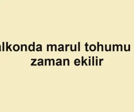 Balkonda marul tohumu ne zaman ekilir
