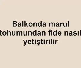 Balkonda marul tohumundan fide nasıl yetiştirilir