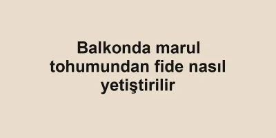 Balkonda marul tohumundan fide nasıl yetiştirilir