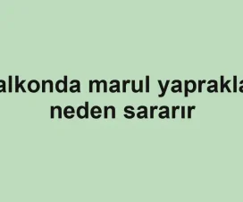 Balkonda marul yaprakları neden sararır