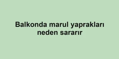Balkonda marul yaprakları neden sararır