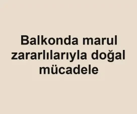 Balkonda marul zararlılarıyla doğal mücadele