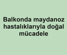 Balkonda maydanoz hastalıklarıyla doğal mücadele