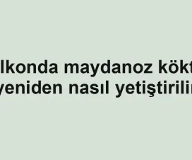 Balkonda maydanoz kökten yeniden nasıl yetiştirilir