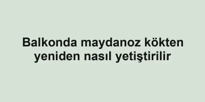 Balkonda maydanoz kökten yeniden nasıl yetiştirilir