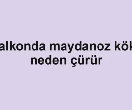 Balkonda maydanoz kökü neden çürür