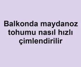 Balkonda maydanoz tohumu nasıl hızlı çimlendirilir