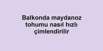 Balkonda maydanoz tohumu nasıl hızlı çimlendirilir