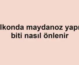 Balkonda maydanoz yaprak biti nasıl önlenir