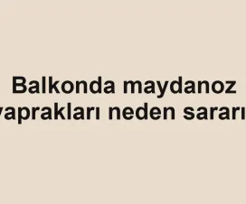 Balkonda maydanoz yaprakları neden sararır