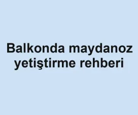 Balkonda maydanoz yetiştirme rehberi