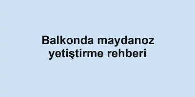 Balkonda maydanoz yetiştirme rehberi