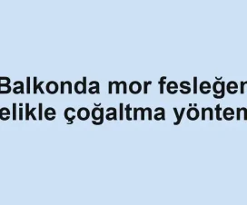 Balkonda mor fesleğen çelikle çoğaltma yöntemi