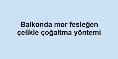 Balkonda mor fesleğen çelikle çoğaltma yöntemi