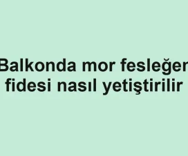 Balkonda mor fesleğen fidesi nasıl yetiştirilir