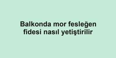 Balkonda mor fesleğen fidesi nasıl yetiştirilir