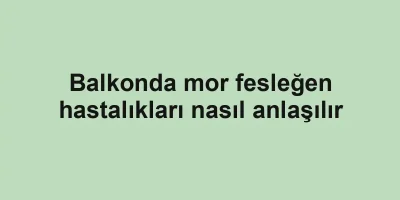 Balkonda mor fesleğen hastalıkları nasıl anlaşılır
