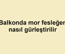 Balkonda mor fesleğen nasıl gürleştirilir