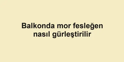Balkonda mor fesleğen nasıl gürleştirilir
