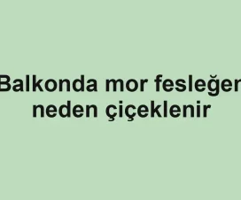 Balkonda mor fesleğen neden çiçeklenir