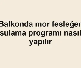 Balkonda mor fesleğen sulama programı nasıl yapılır