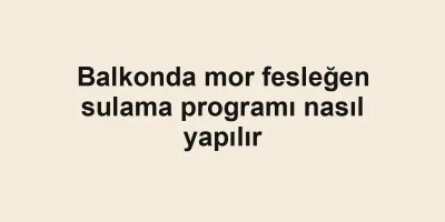 Balkonda mor fesleğen sulama programı nasıl yapılır