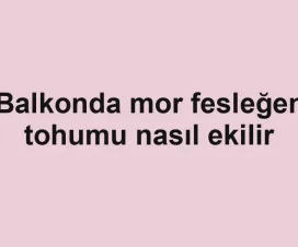 Balkonda mor fesleğen tohumu nasıl ekilir