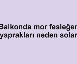 Balkonda mor fesleğen yaprakları neden solar