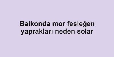 Balkonda mor fesleğen yaprakları neden solar
