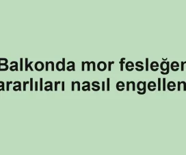 Balkonda mor fesleğen zararlıları nasıl engellenir