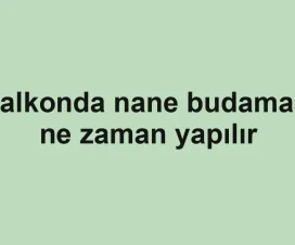 Balkonda nane budaması ne zaman yapılır