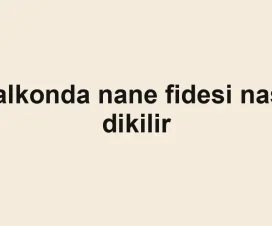 Balkonda nane fidesi nasıl dikilir