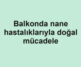 Balkonda nane hastalıklarıyla doğal mücadele