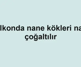 Balkonda nane kökleri nasıl çoğaltılır