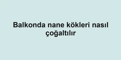 Balkonda nane kökleri nasıl çoğaltılır