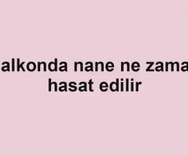 Balkonda nane ne zaman hasat edilir