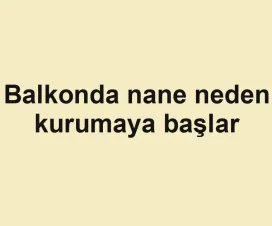 Balkonda nane neden kurumaya başlar