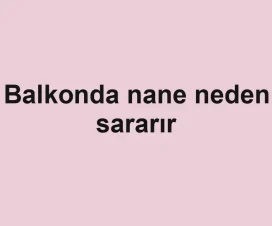 Balkonda nane neden sararır