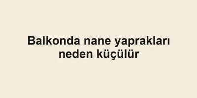 Balkonda nane yaprakları neden küçülür