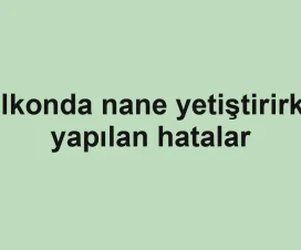Balkonda nane yetiştirirken yapılan hatalar