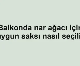 Balkonda nar ağacı için uygun saksı nasıl seçilir