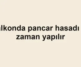 Balkonda pancar hasadı ne zaman yapılır