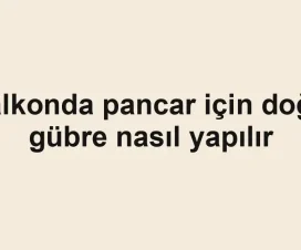 Balkonda pancar için doğal gübre nasıl yapılır