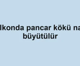 Balkonda pancar kökü nasıl büyütülür