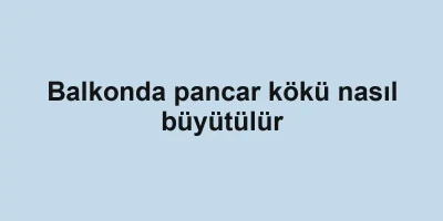 Balkonda pancar kökü nasıl büyütülür