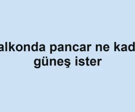 Balkonda pancar ne kadar güneş ister