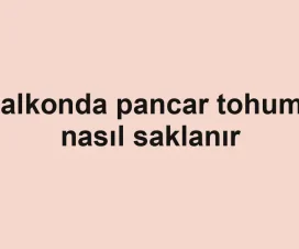 Balkonda pancar tohumu nasıl saklanır