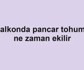 Balkonda pancar tohumu ne zaman ekilir