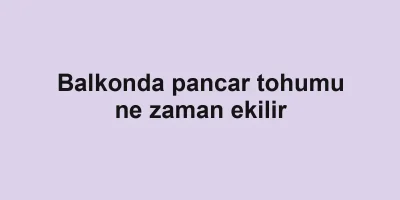 Balkonda pancar tohumu ne zaman ekilir