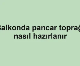 Balkonda pancar toprağı nasıl hazırlanır